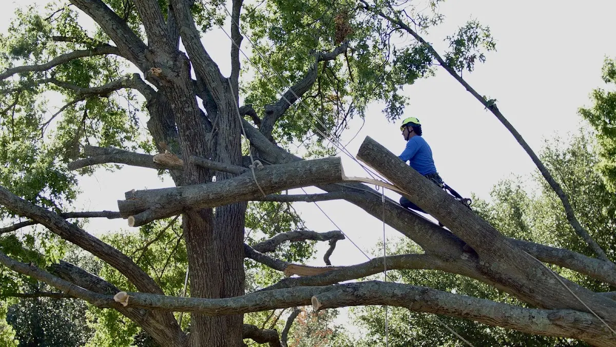 Professional Hazardous Tree Removal performed by certified arborists in Gilbert