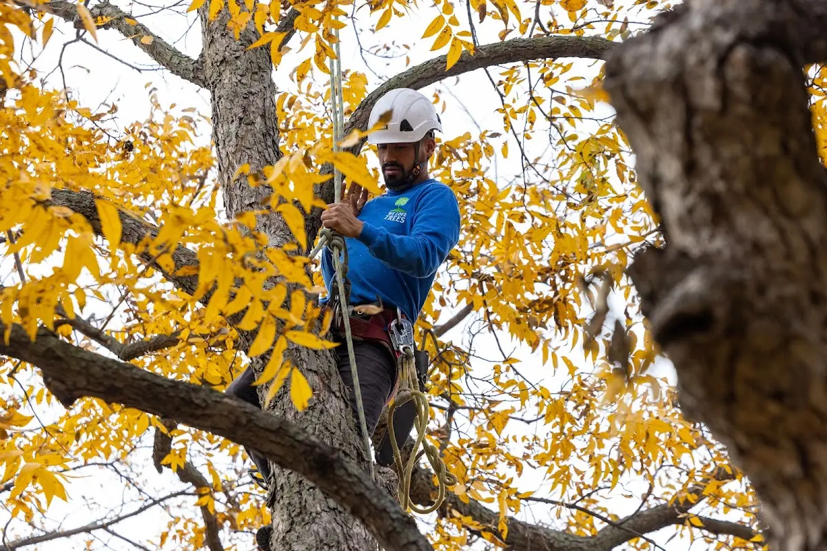 Skilled Tree Transplanting crew working in Gilbert